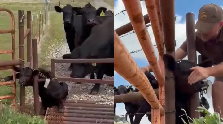 happy videos