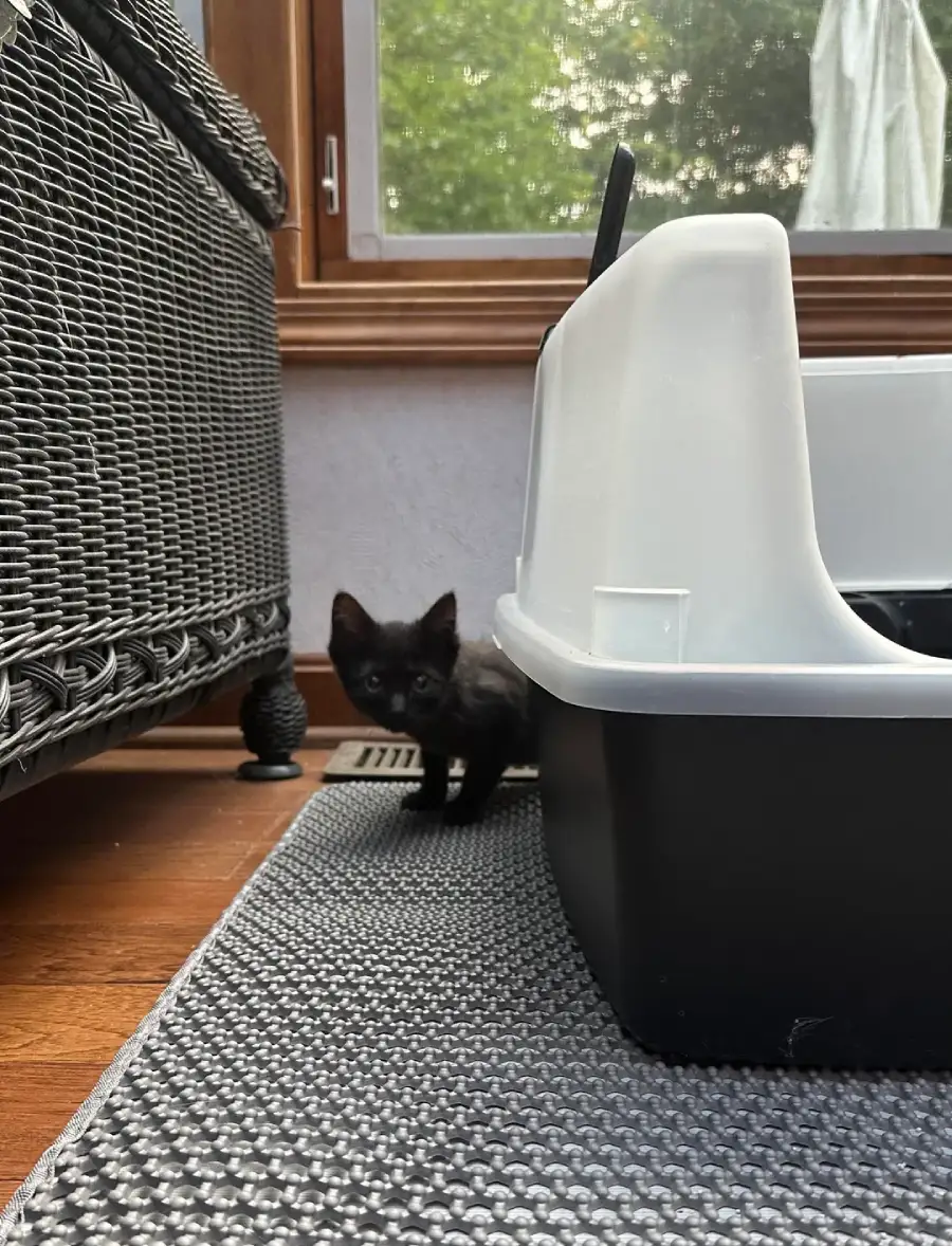 baby ketten
