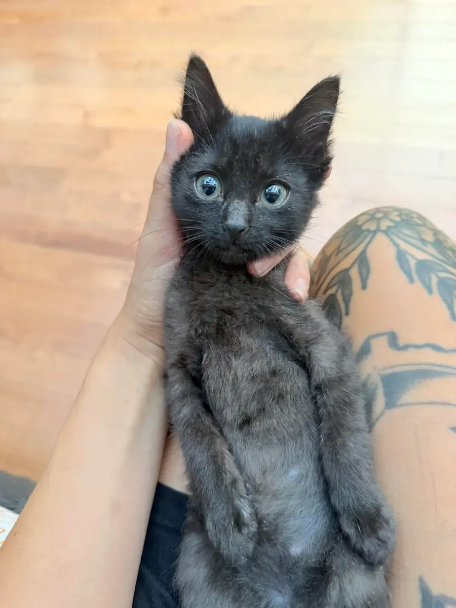 baby ketten