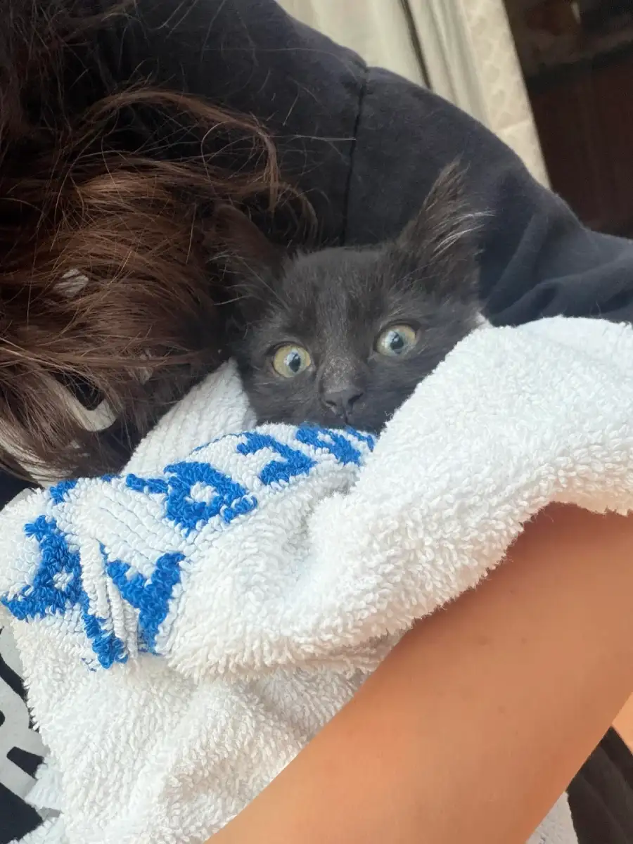 baby ketten