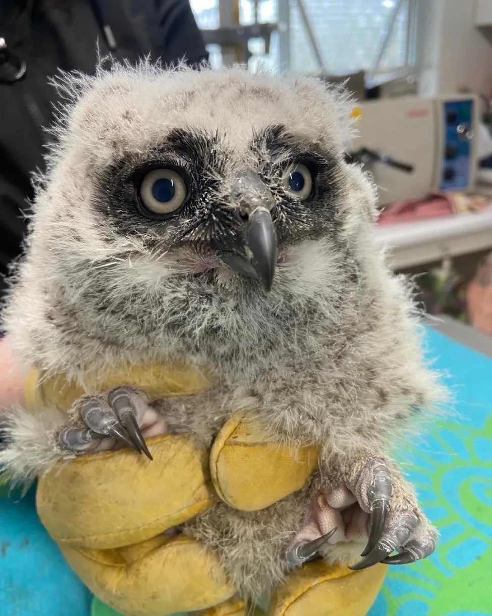 casper foster mom owl