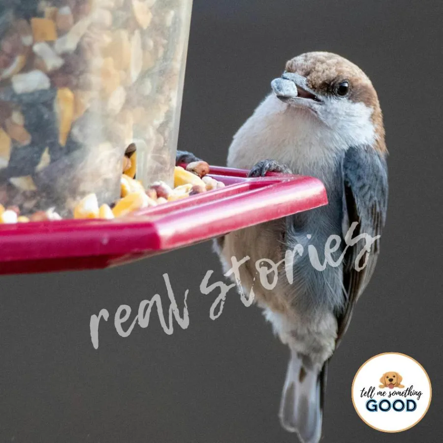 feel good story