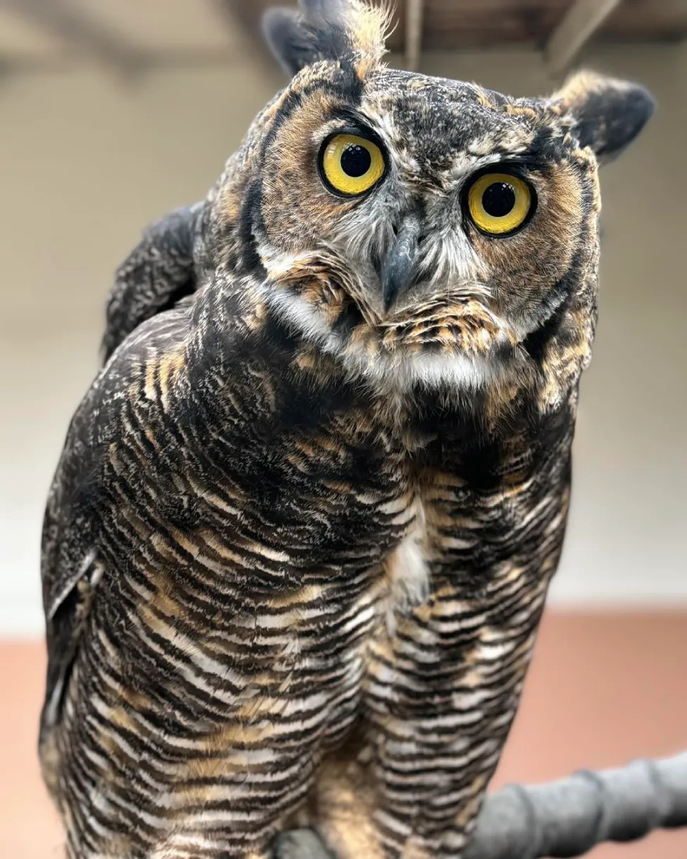 casper foster mom owl