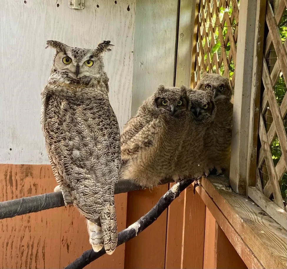casper foster mom owl