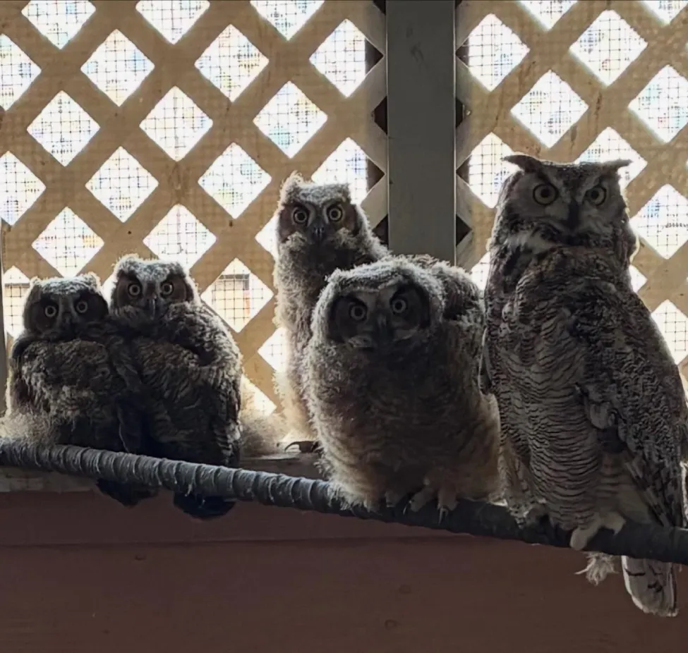 casper foster mom owl