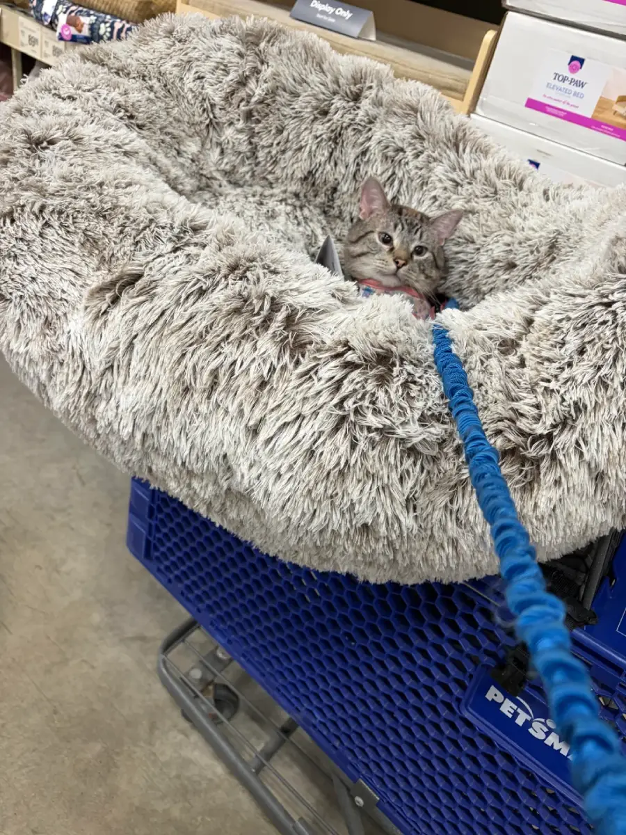 cat bed