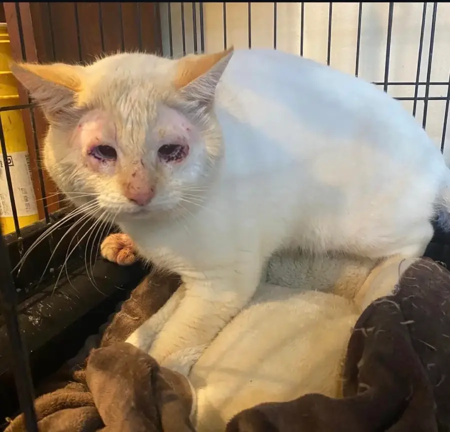 cat rescue love story