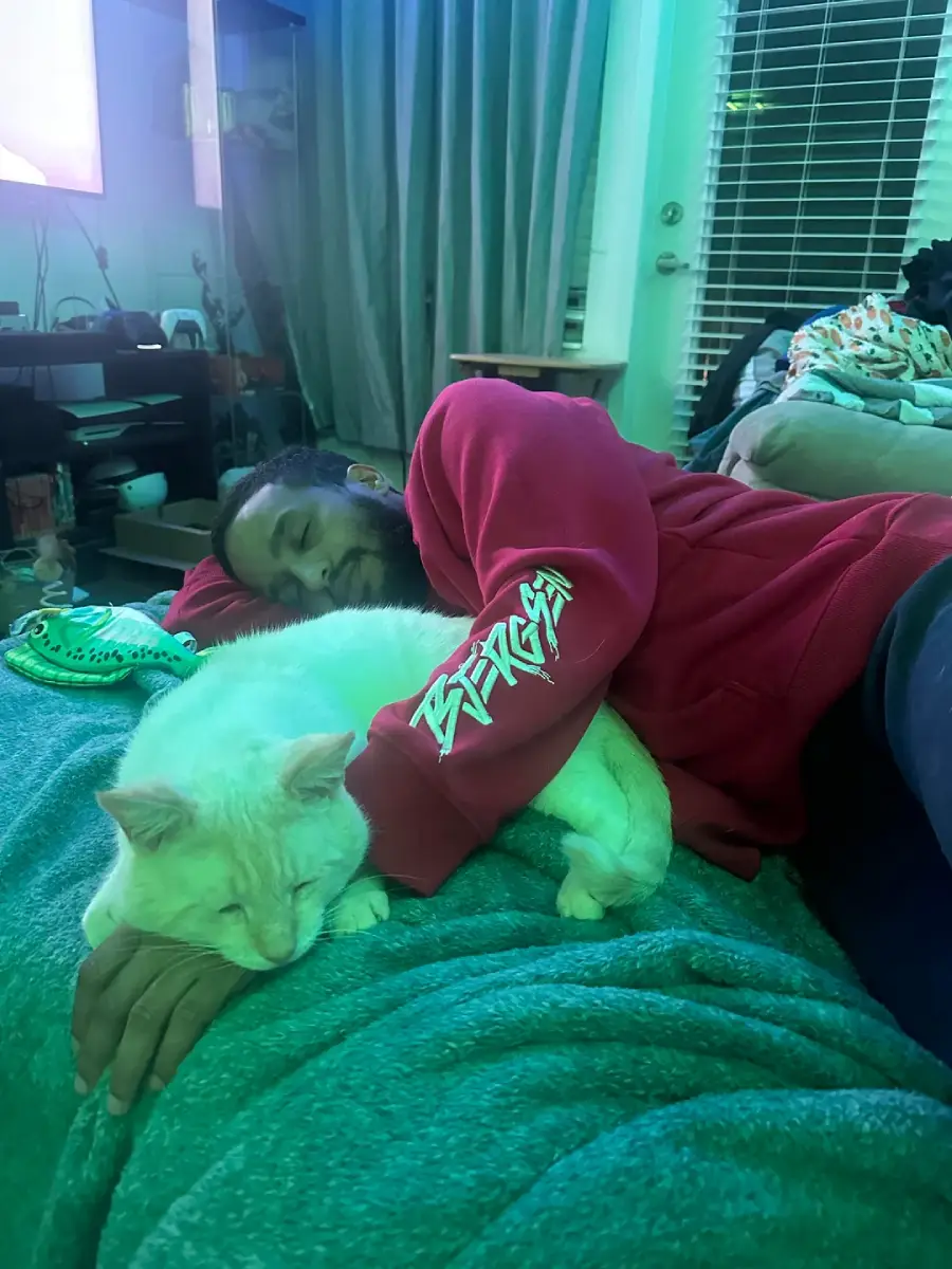 cat rescue love story