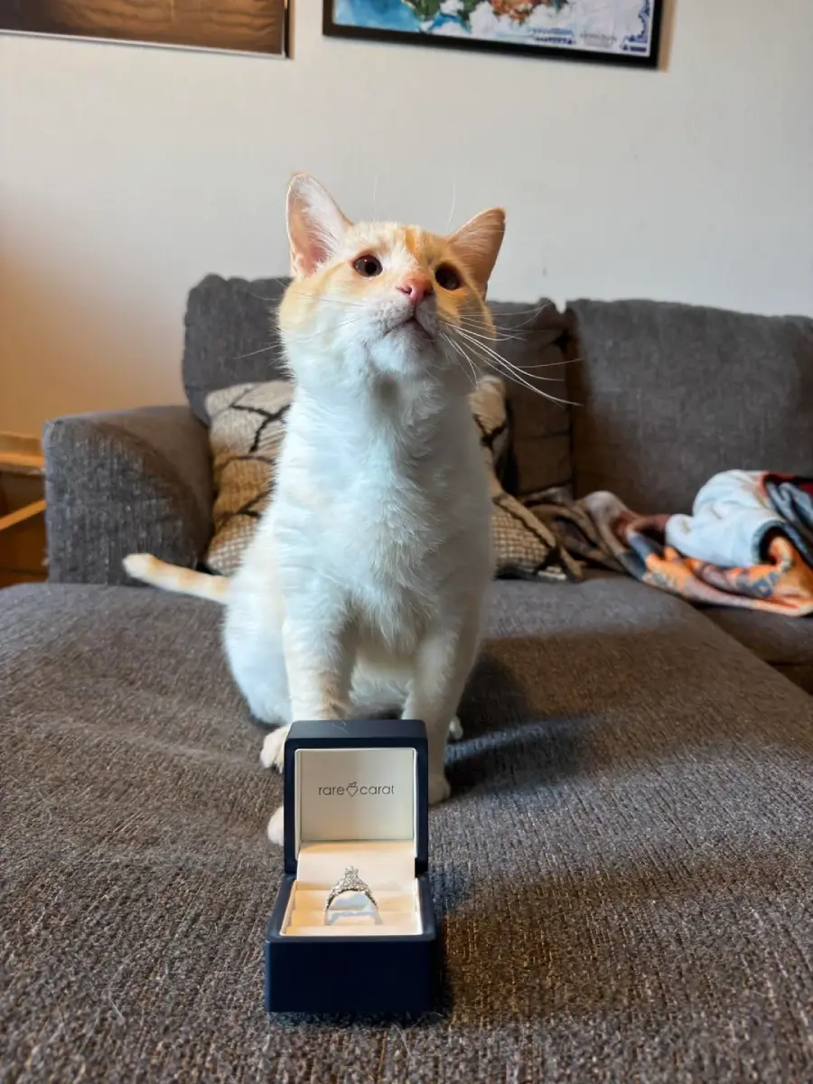 cat rescue love story