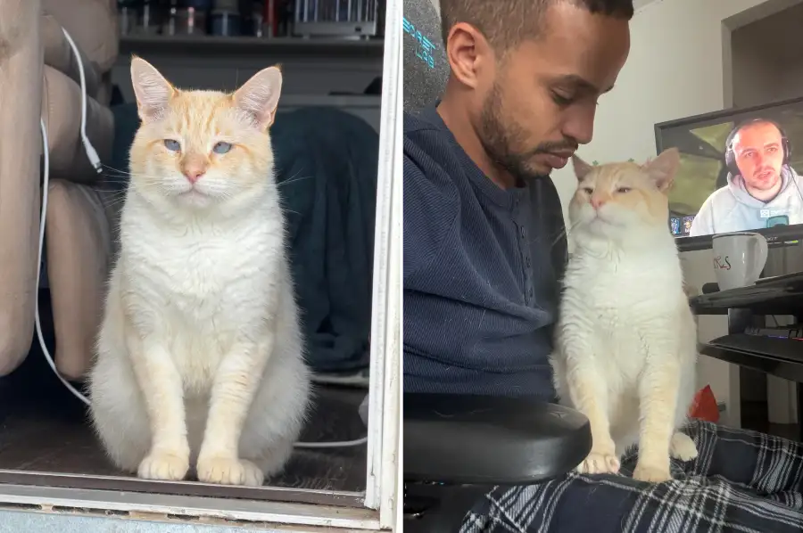 cat rescue love story 