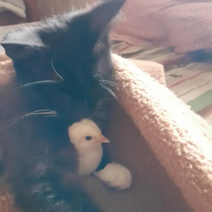 cat steals chicks