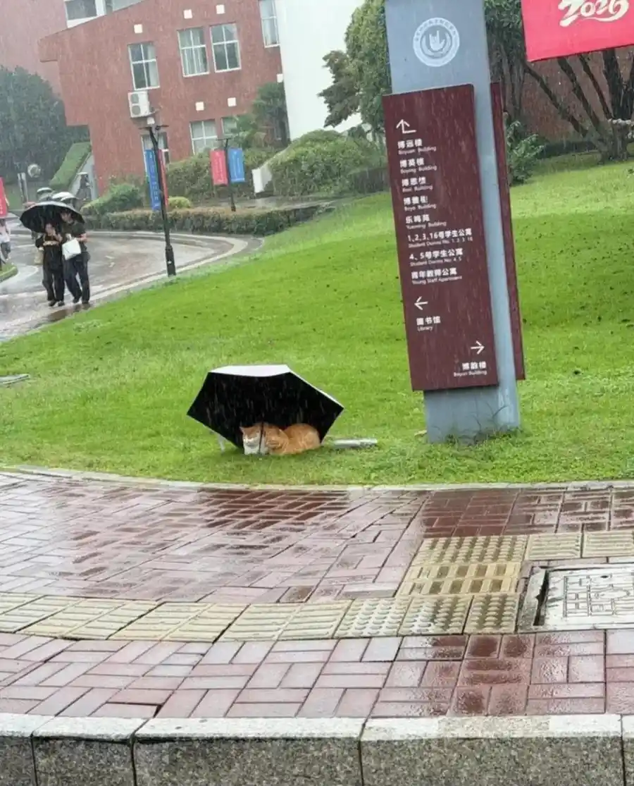 cats under umbrella