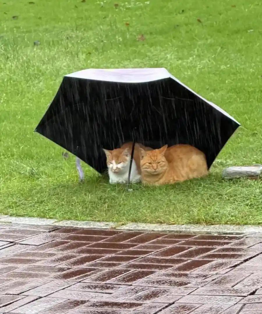 cats under umbrella