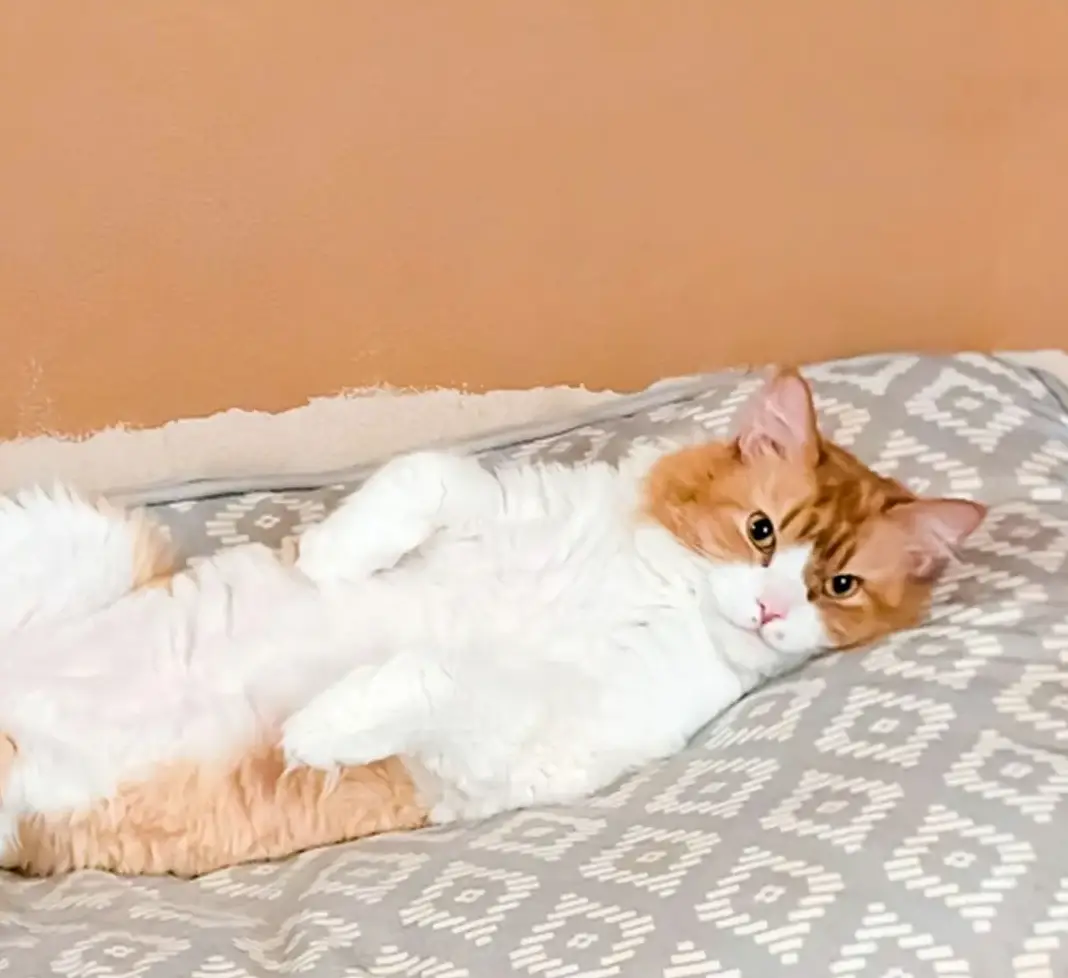 cheddar big booty cheeseburger