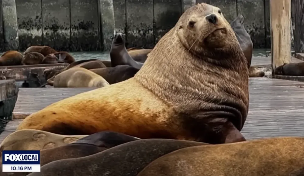 Chonkers sea lion