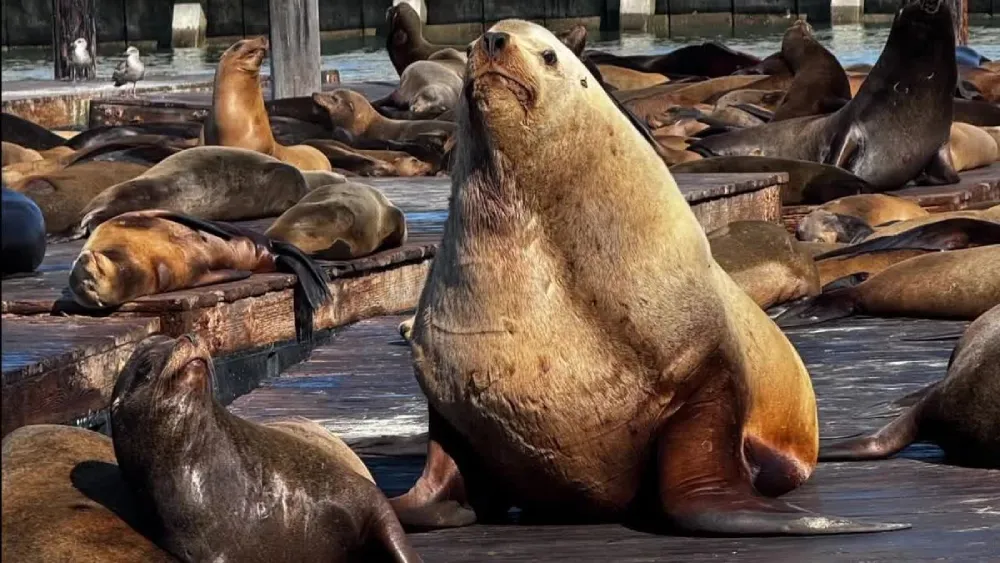 Chonkers sea lion