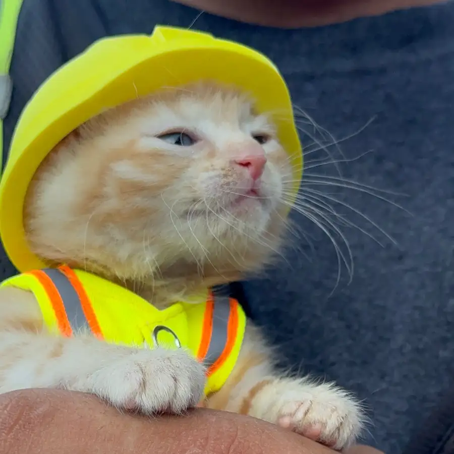 kitten rescue construction