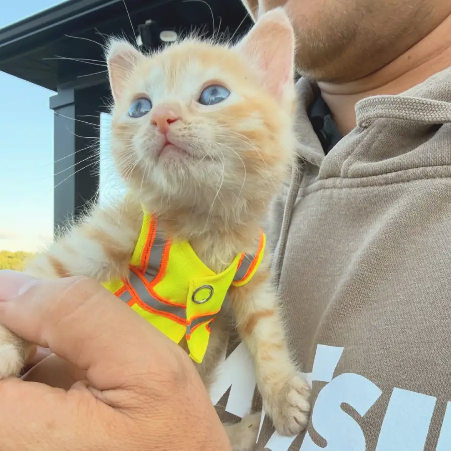 kitten rescue construction