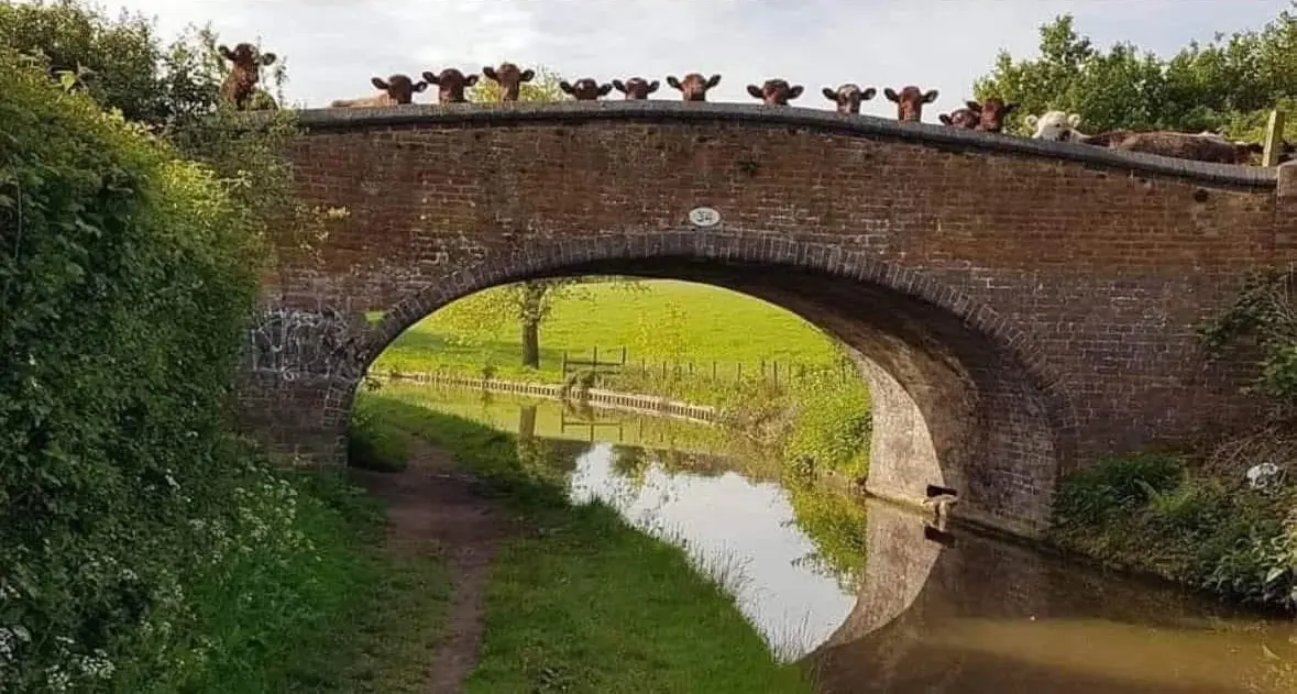 cows on bridge