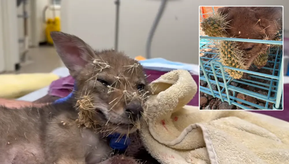 coyote rescue cactus