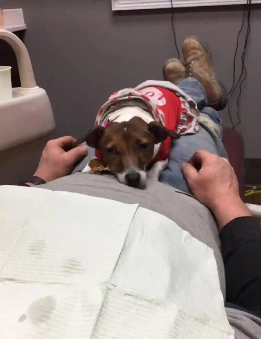 dentist dog