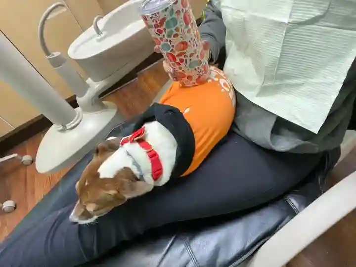 dentist dog