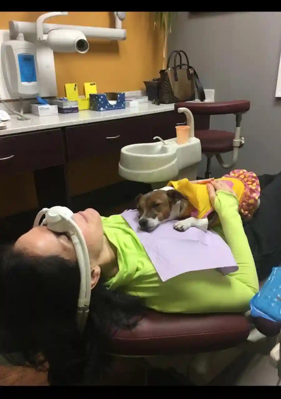 dentist dog