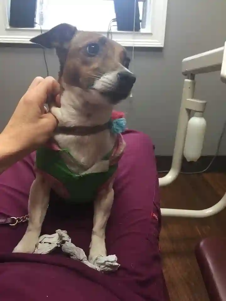 dentist dog