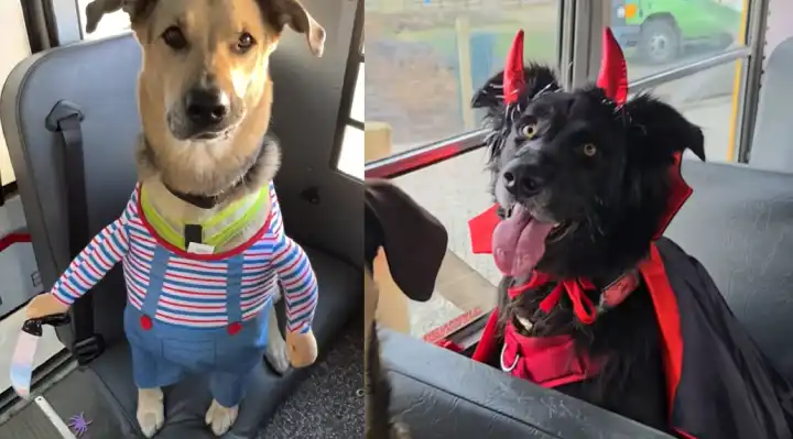 happy videos