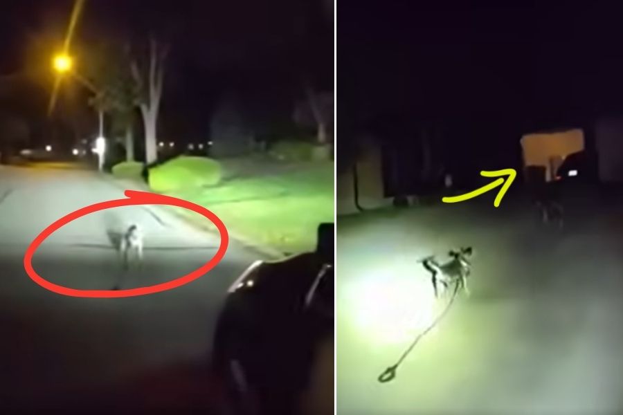 dog hero saves owner