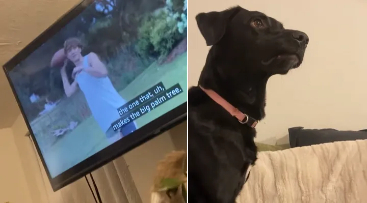 happy videos