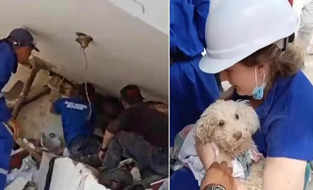 dog rescued earthquake