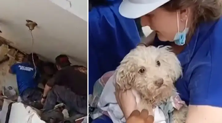 Dog Miraculously Rescued Alive After Spending 8 Days Trapped Beneath Collapsed Home