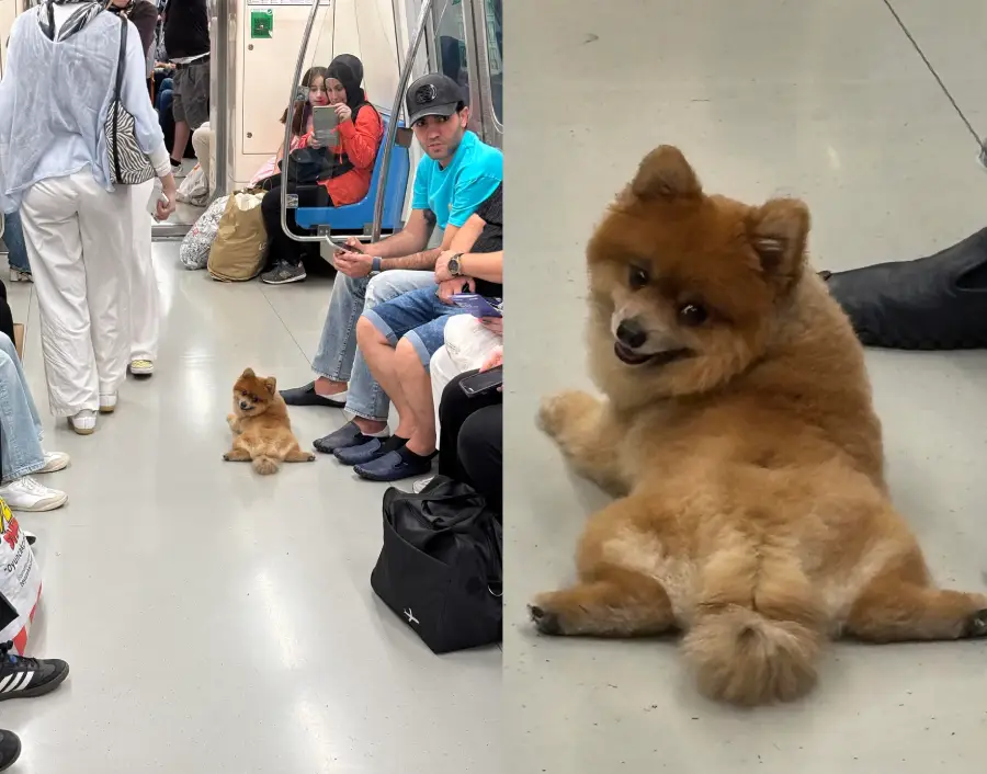 dog on subway