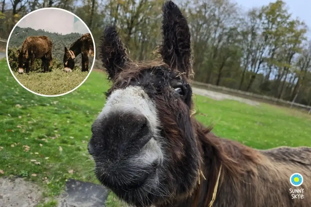 donkey firefighters Spain