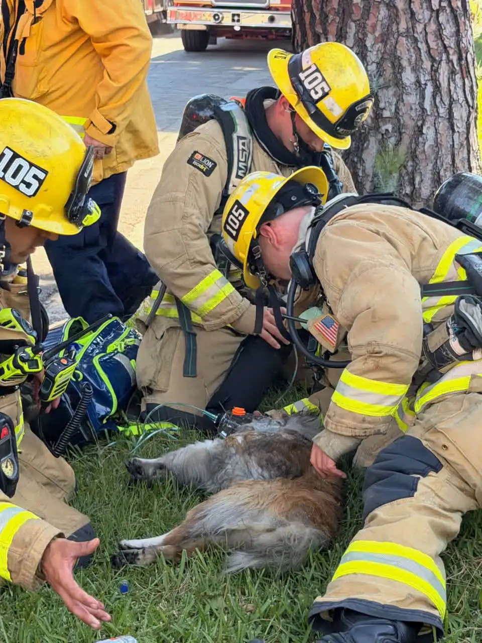 firefighters rescue dog