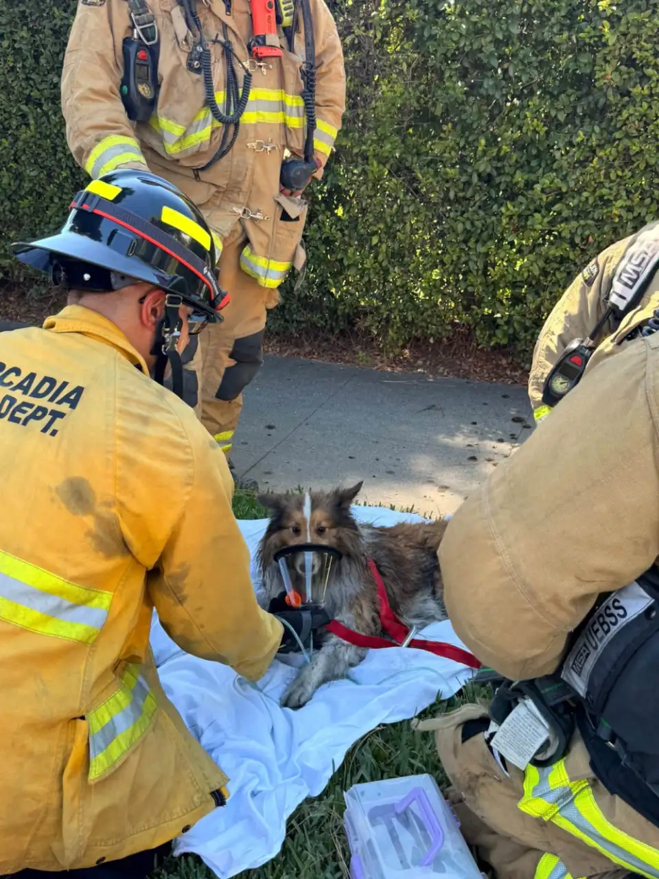 firefighters rescue dog