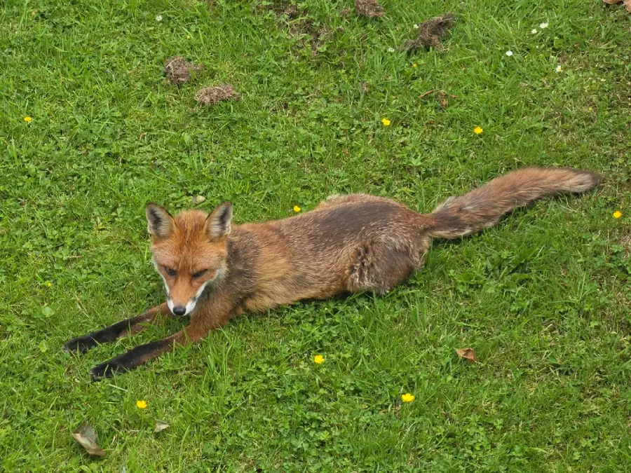 fox friend
