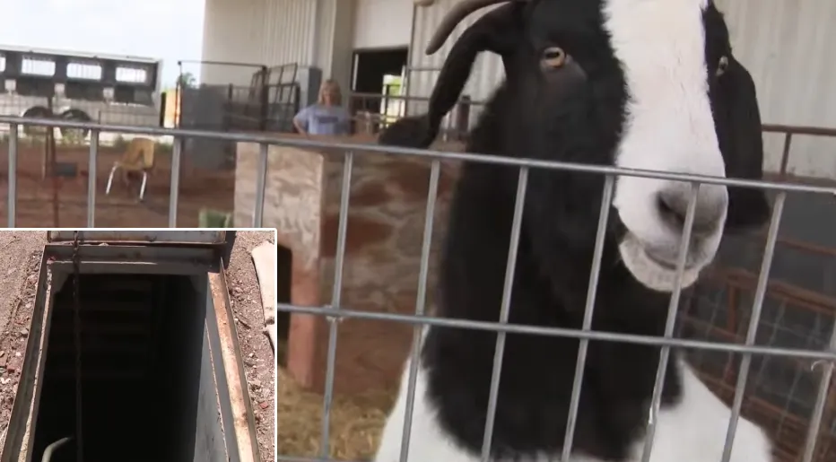 goats save owners