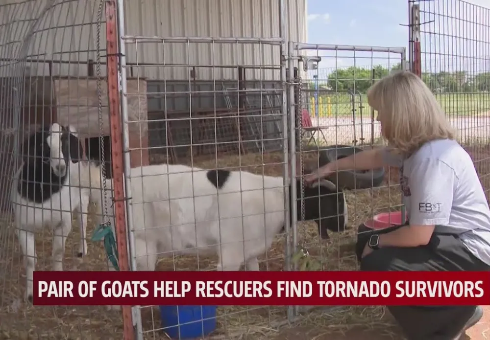 goats save family