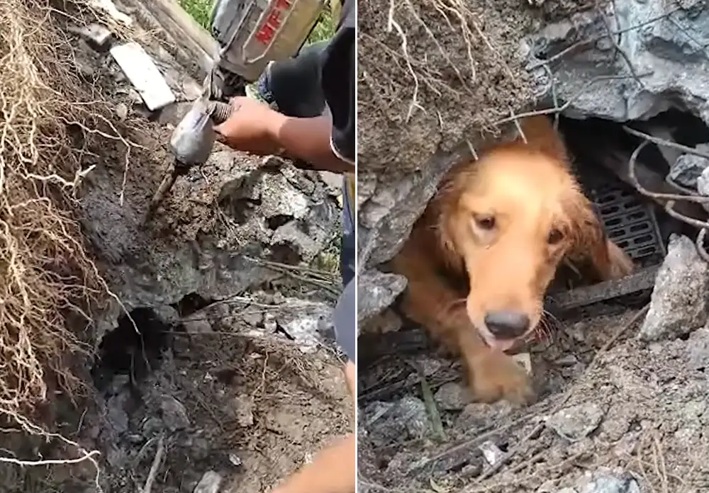 dog rescued 3 days trapped landslide