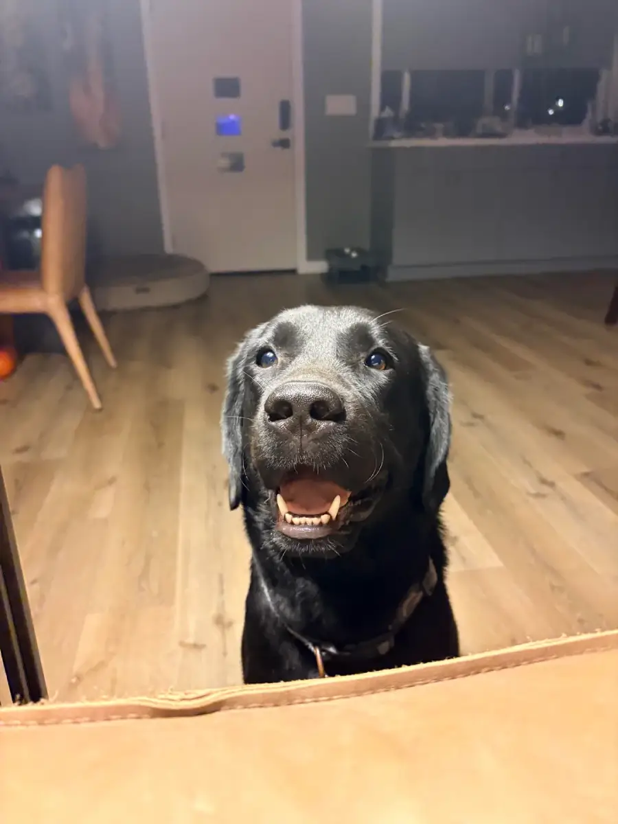 dog before after