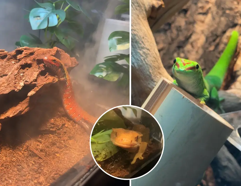 grandma text feeding lizards