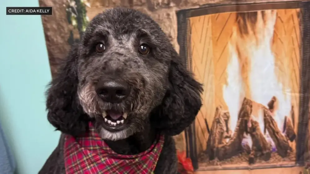 hero dog house fire
