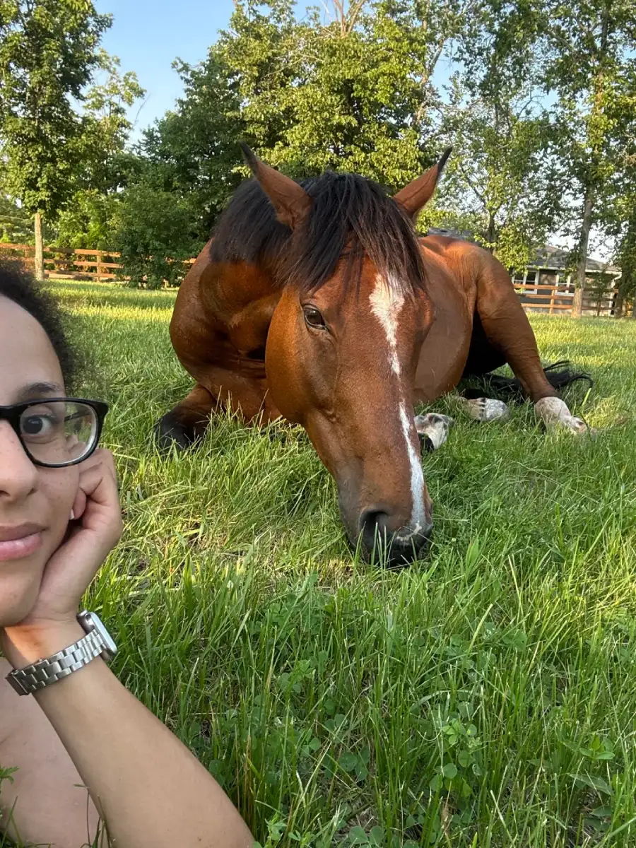 horse sleeps