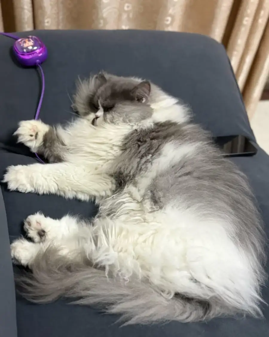 cat