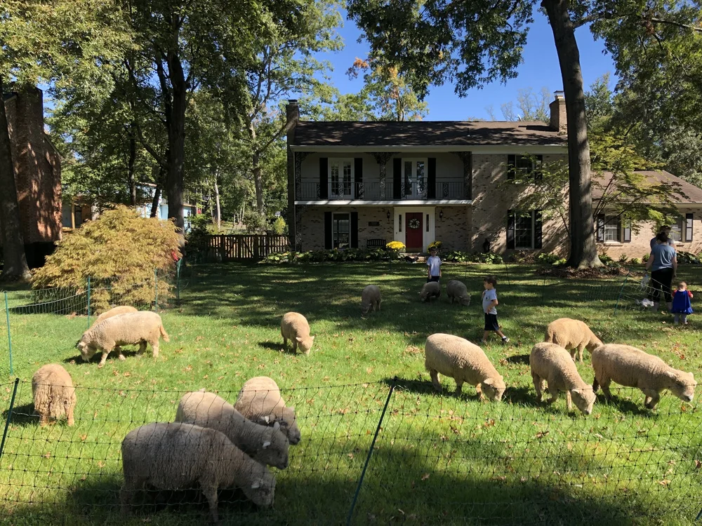 Lamb Mowers