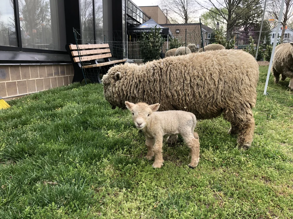 Lamb Mowers
