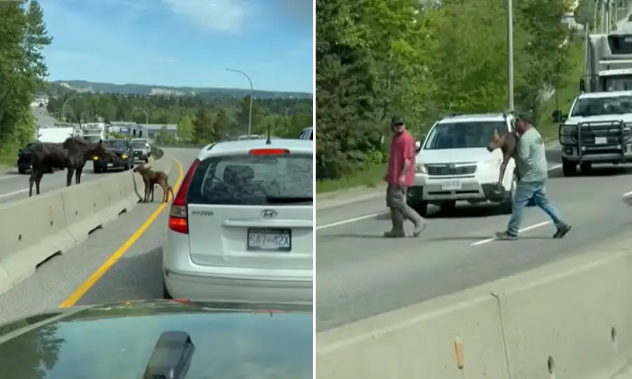 man carries moose across interstate