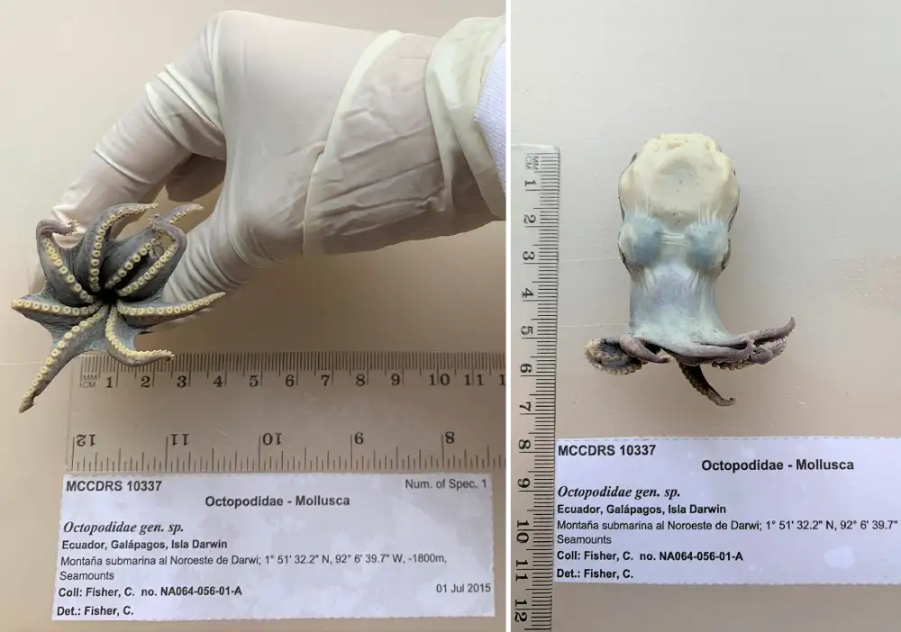 new octopus discovered